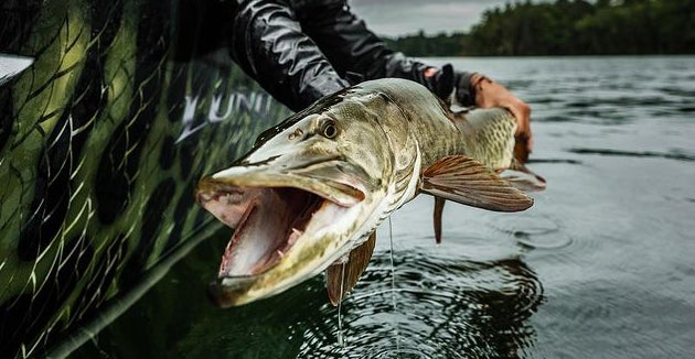 A man pulling a Musky out of the water