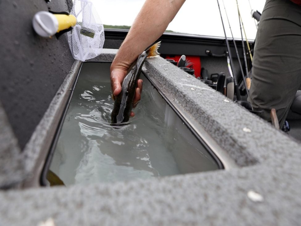 Fisherman%20Livewell%20Fish%20Drop-In